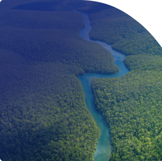 narava, gozd, reka, okolje, zeleno